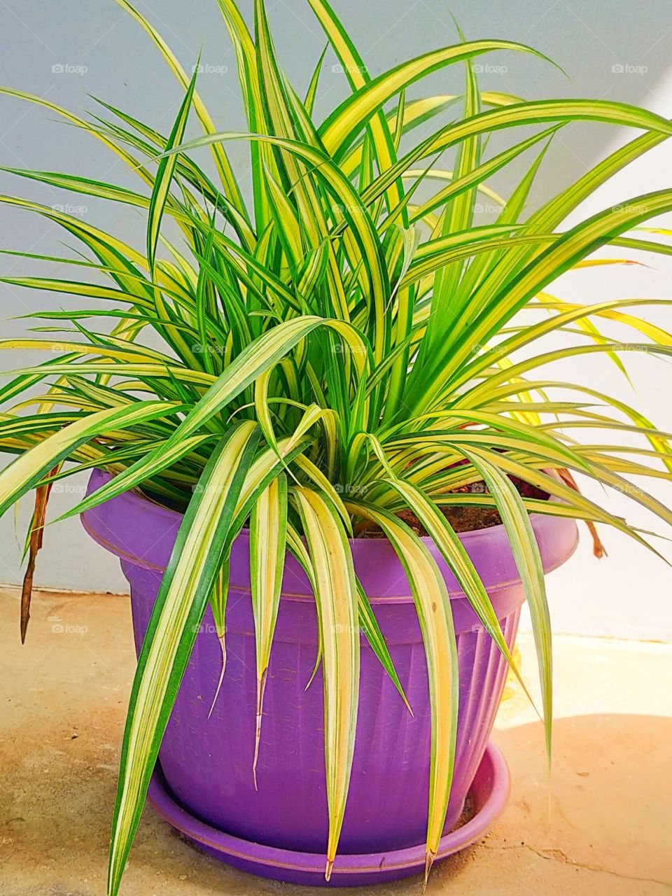 What a gracious look of ornamental grass Carex oshimensis