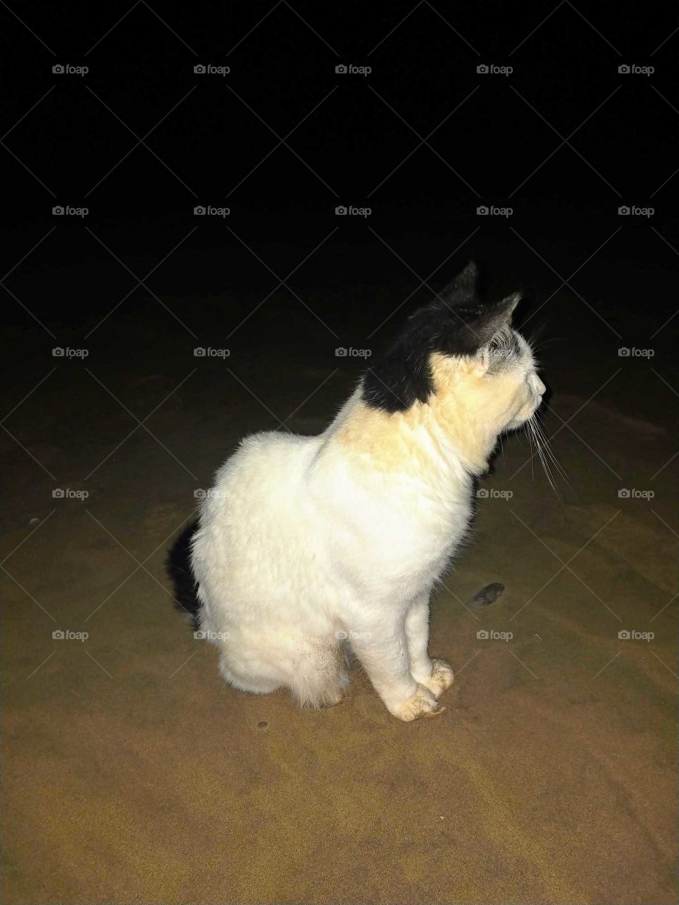 A 🐱 cat of the beach...while we were on the beach at night fishing,this white cat came to us ..I took a photo of it...