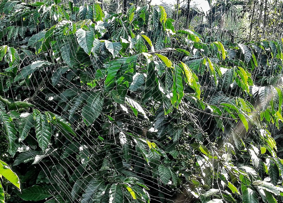 Coffee plant. web