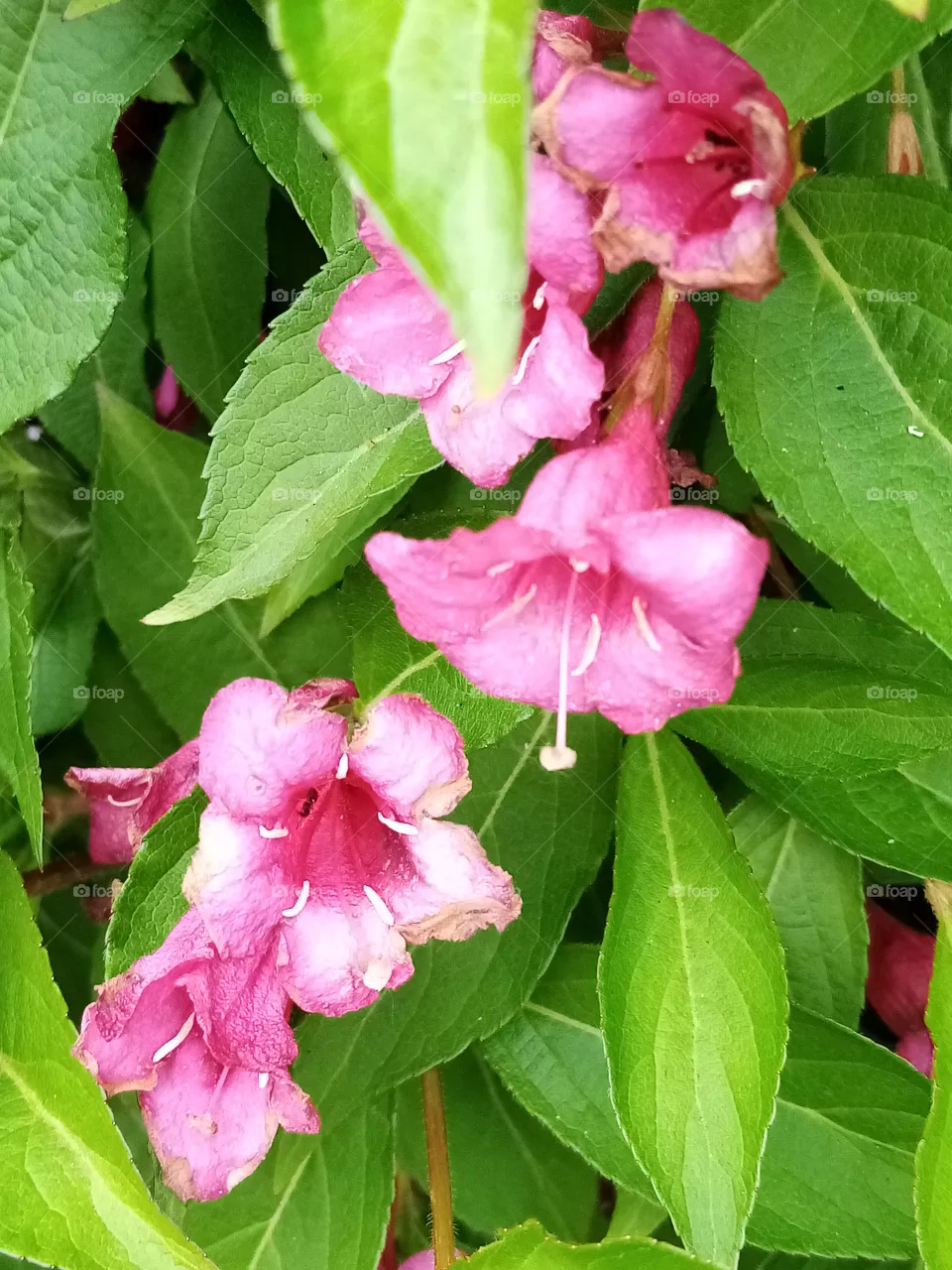 Blumen
