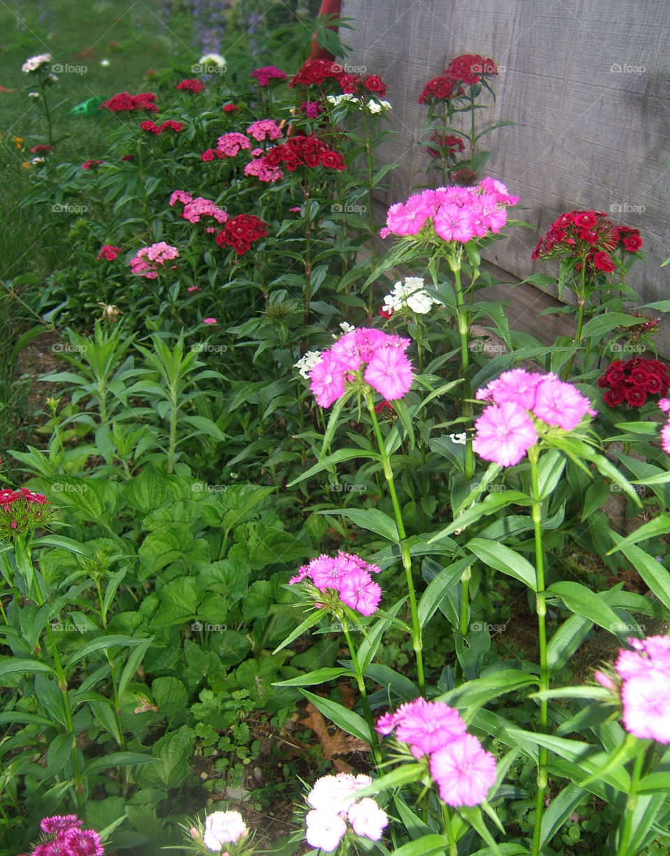 wildflowers