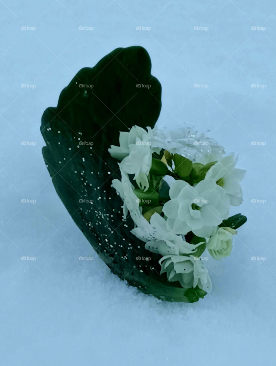 snow and White flower