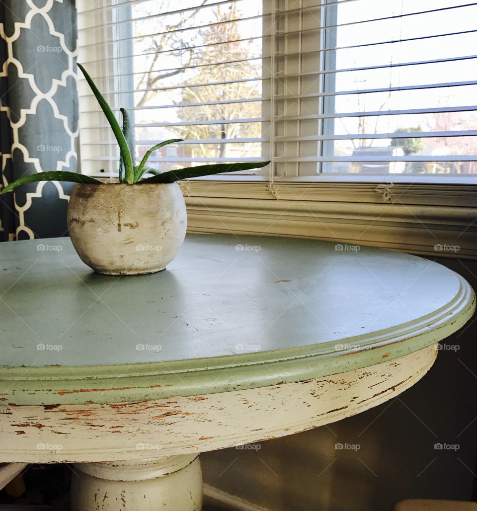 Plant on Rustic Table