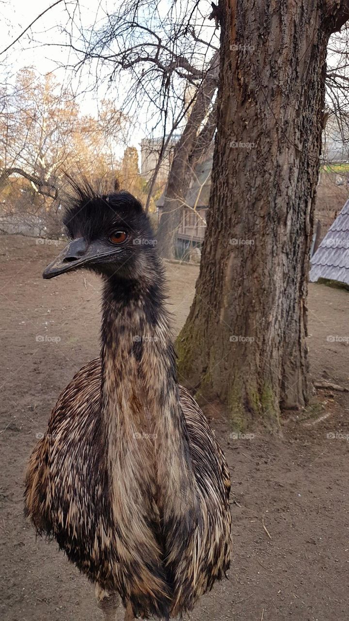 ostrich