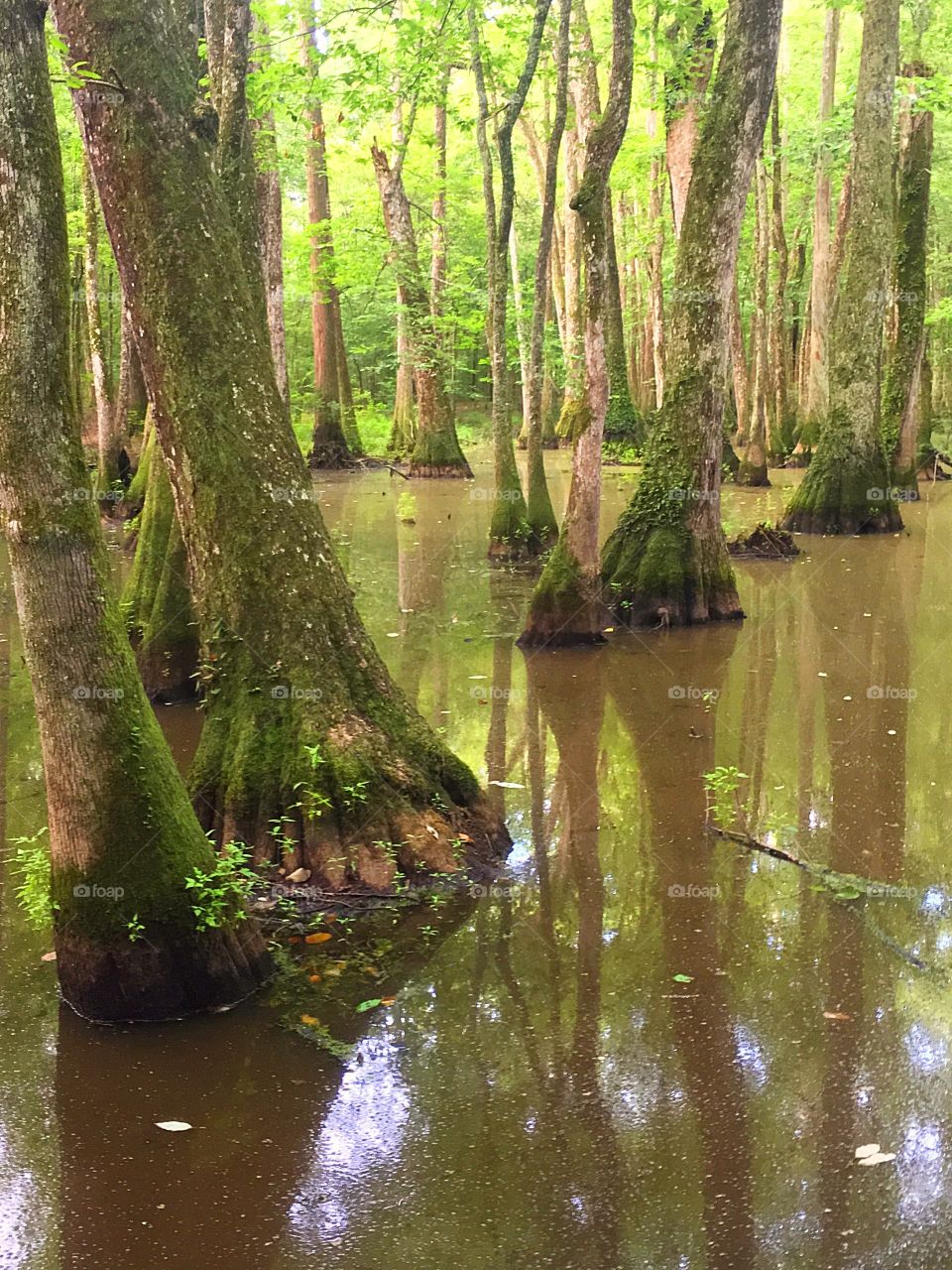 swamp swamp