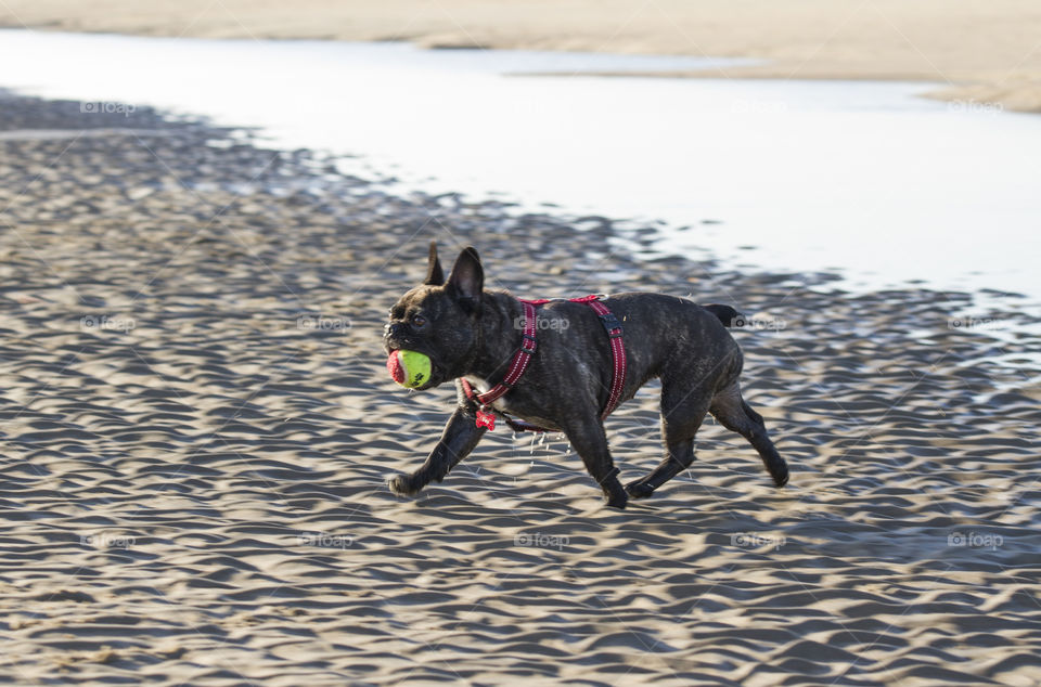 Bulldog plays at the beach