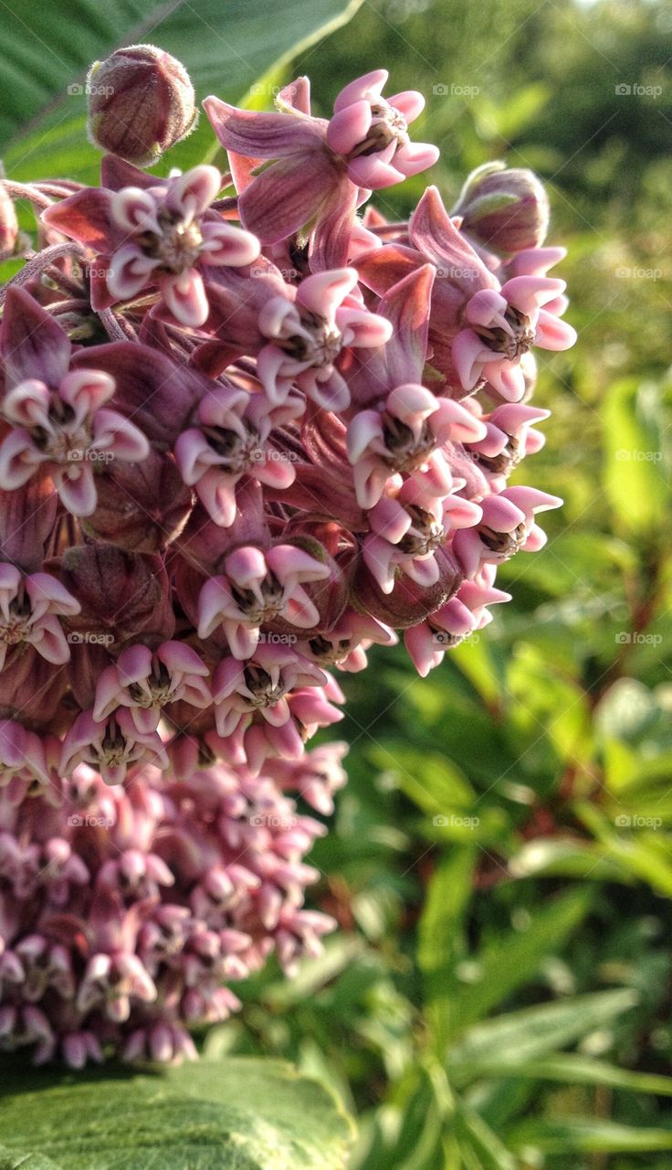 Close-up of lilac flowers
