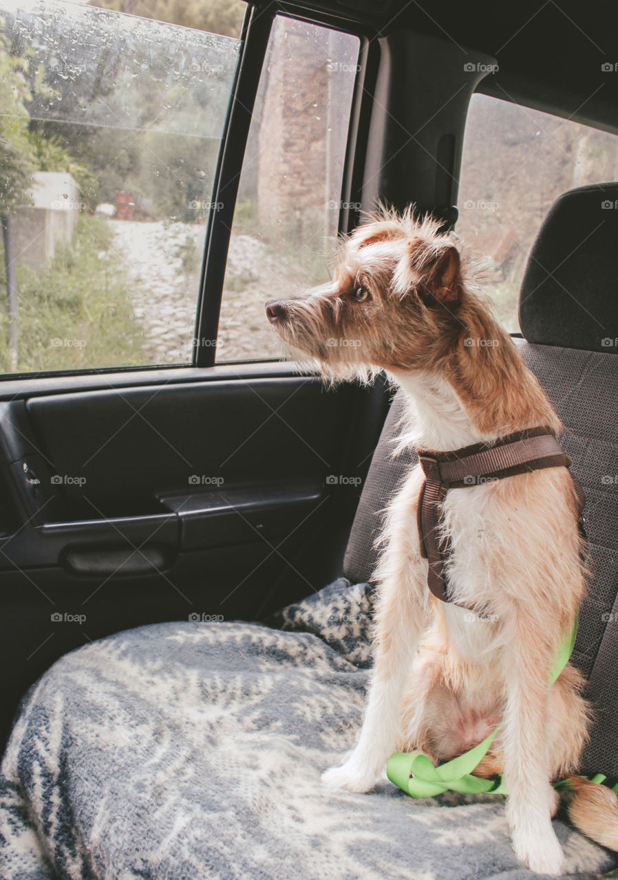 Dog on a car ride, with harness securely attached to a seatbelt