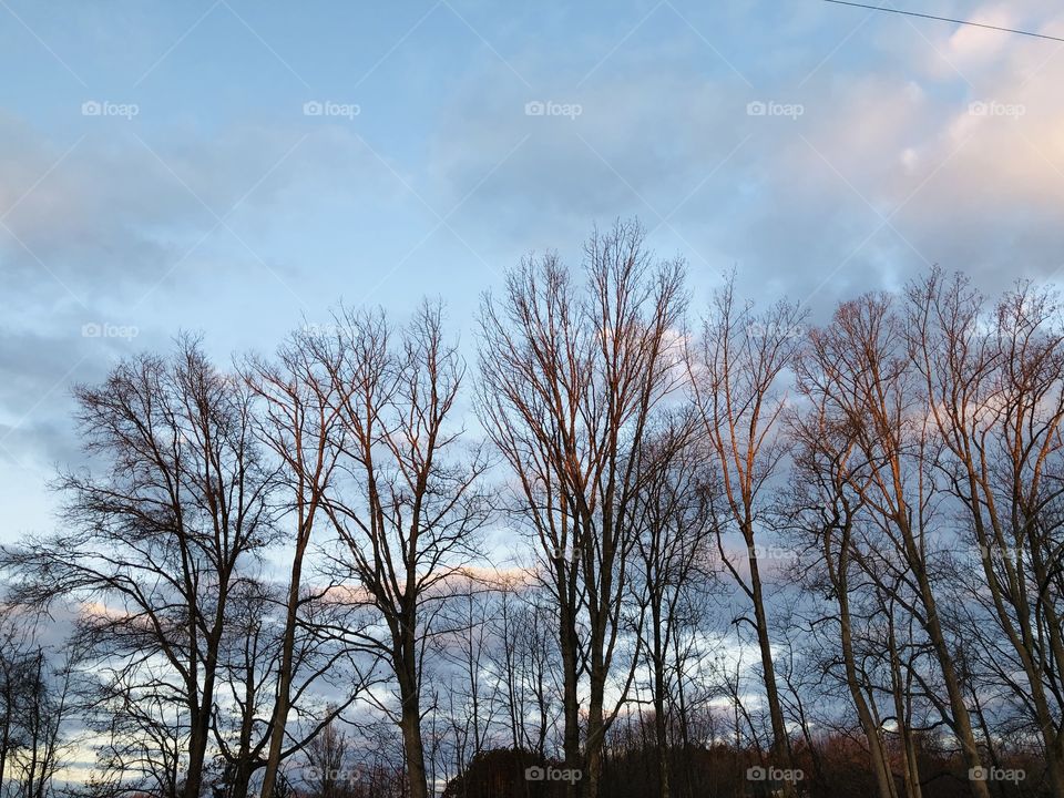 Trees at sunrise 