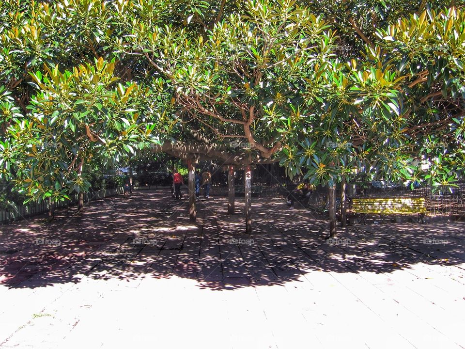 Catching Some Shade in Buenos Aires