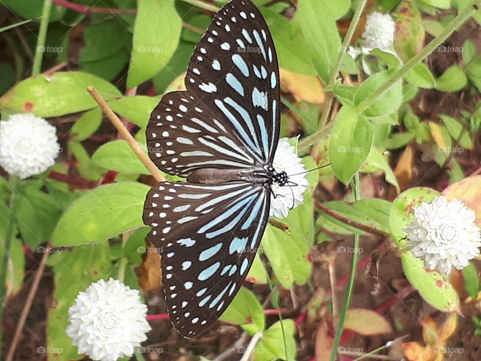 Butterfly on the flower