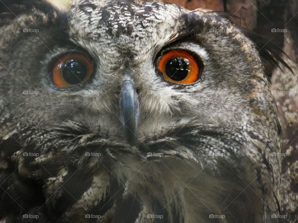 owl eyes