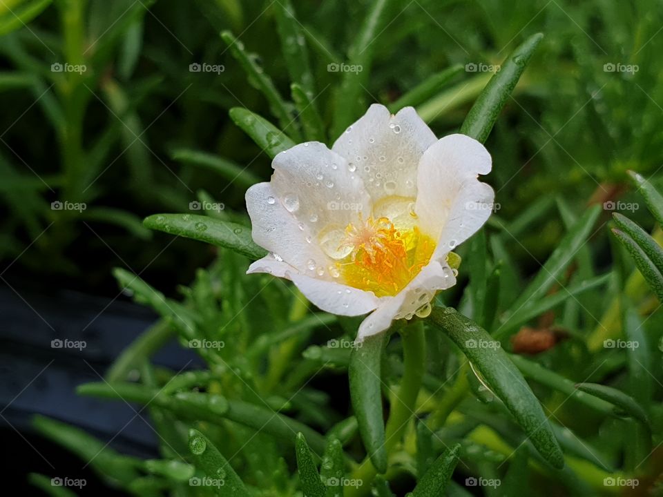 the Portulaca Grandiflora