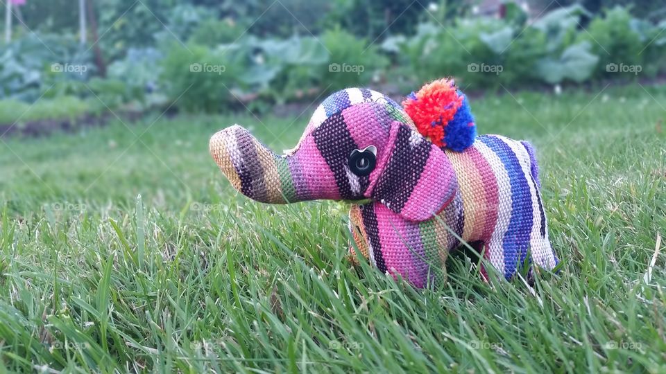 elephant on the loose