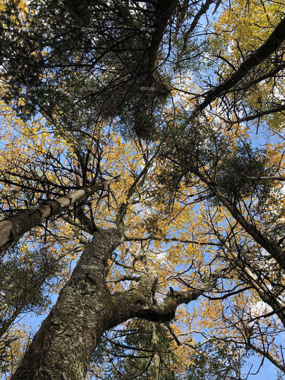 Looking up in fall