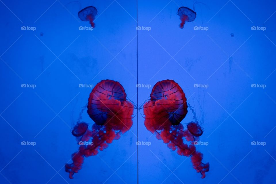 Hypnotic jellyfish aquarium