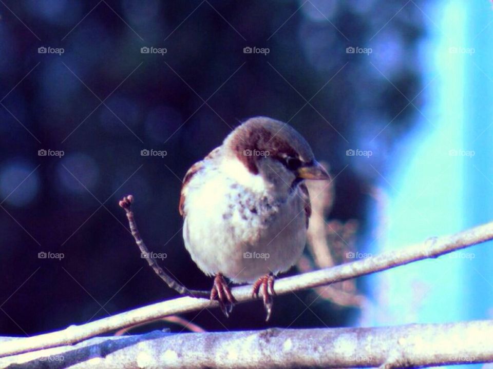 united states nature rhode island sparrow by amieeleeangel223