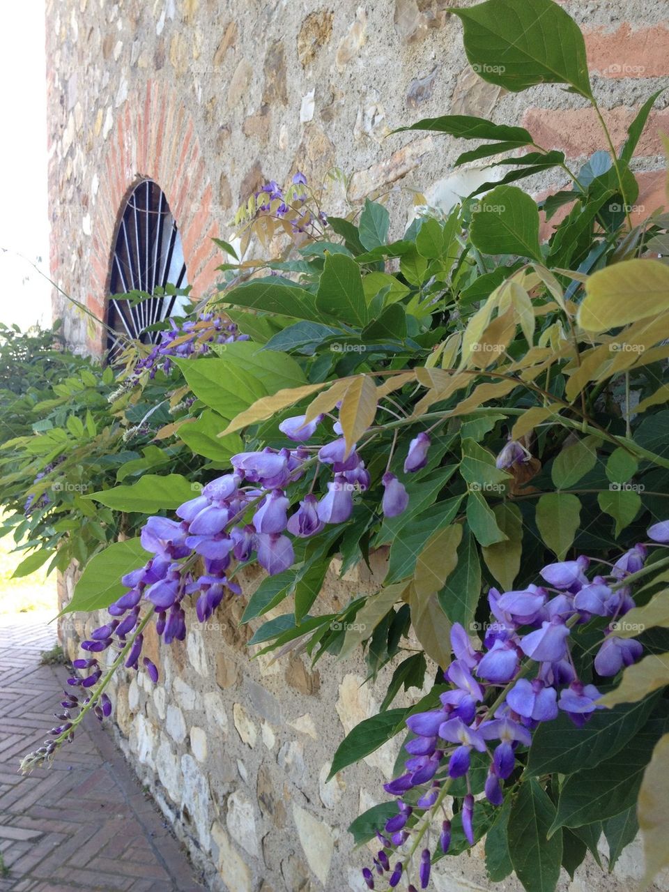 Flowers of Tuscany
