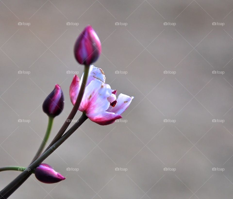 river flower, pink with white, flower on a light green background, plant, pond, tender