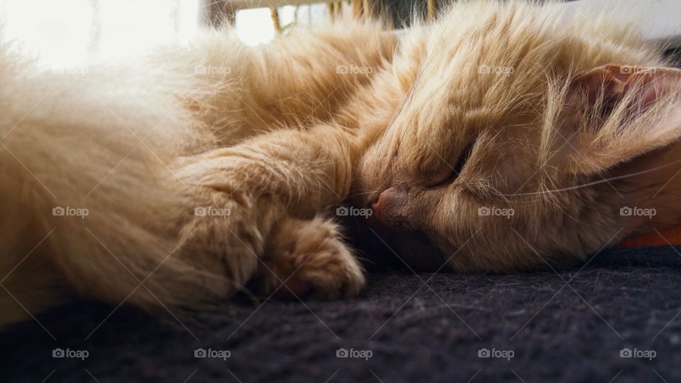 sleeping cat