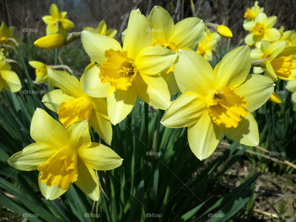 Daffodils