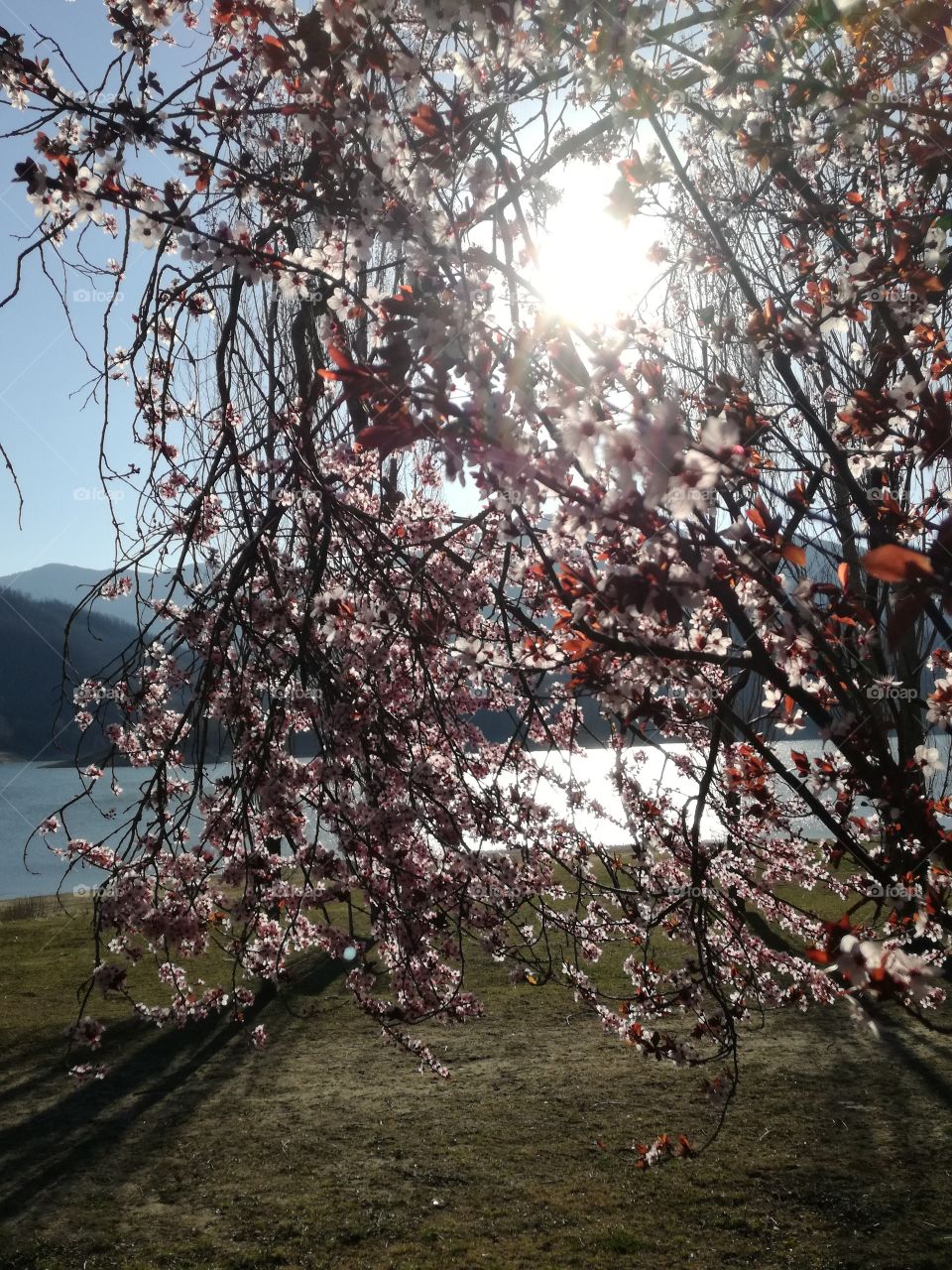 Trees in bloom on the shores of the lake