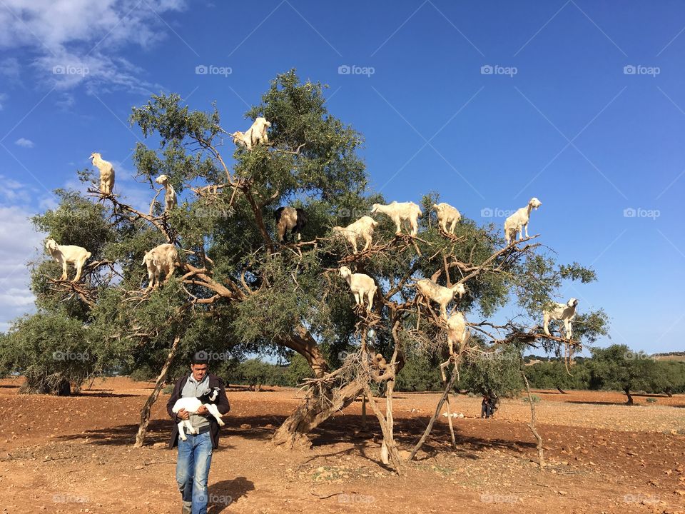 Goat tree 
