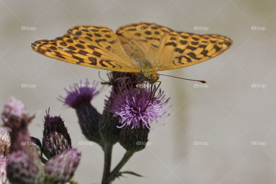 Close-up of butterfly on flower