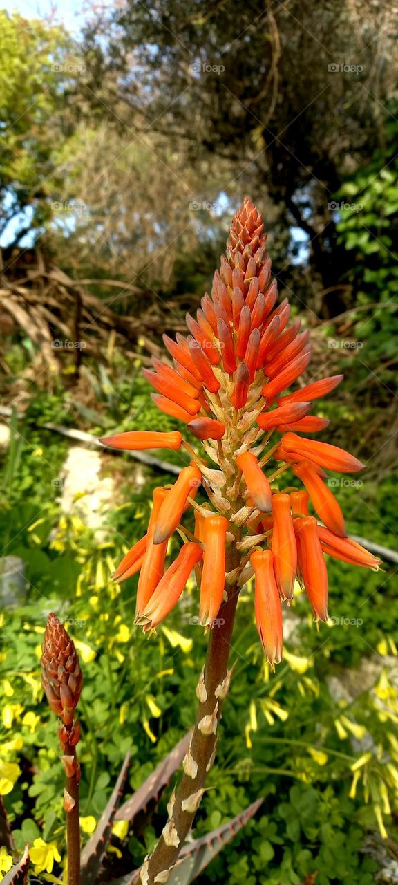 Outdoor flowers