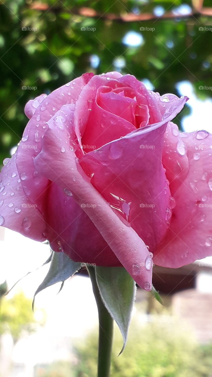 raindrops on the pink rose