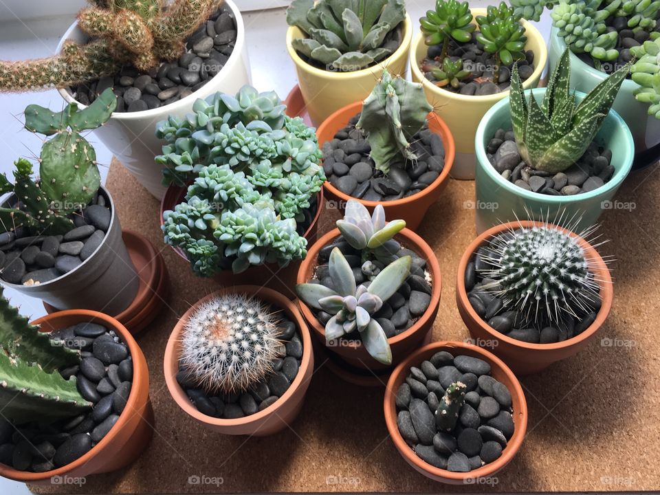 Succulent collection