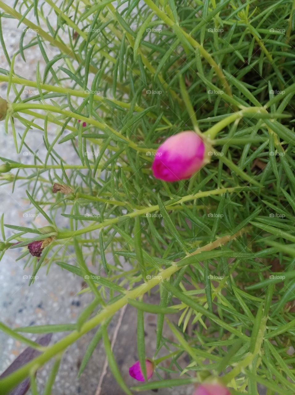 pink flower buds small size shurb looks very beautiful generally found everywhere