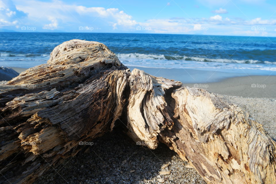 desolated trunk