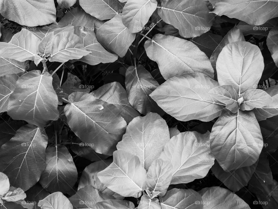 Big bunch of leaves in black and white 