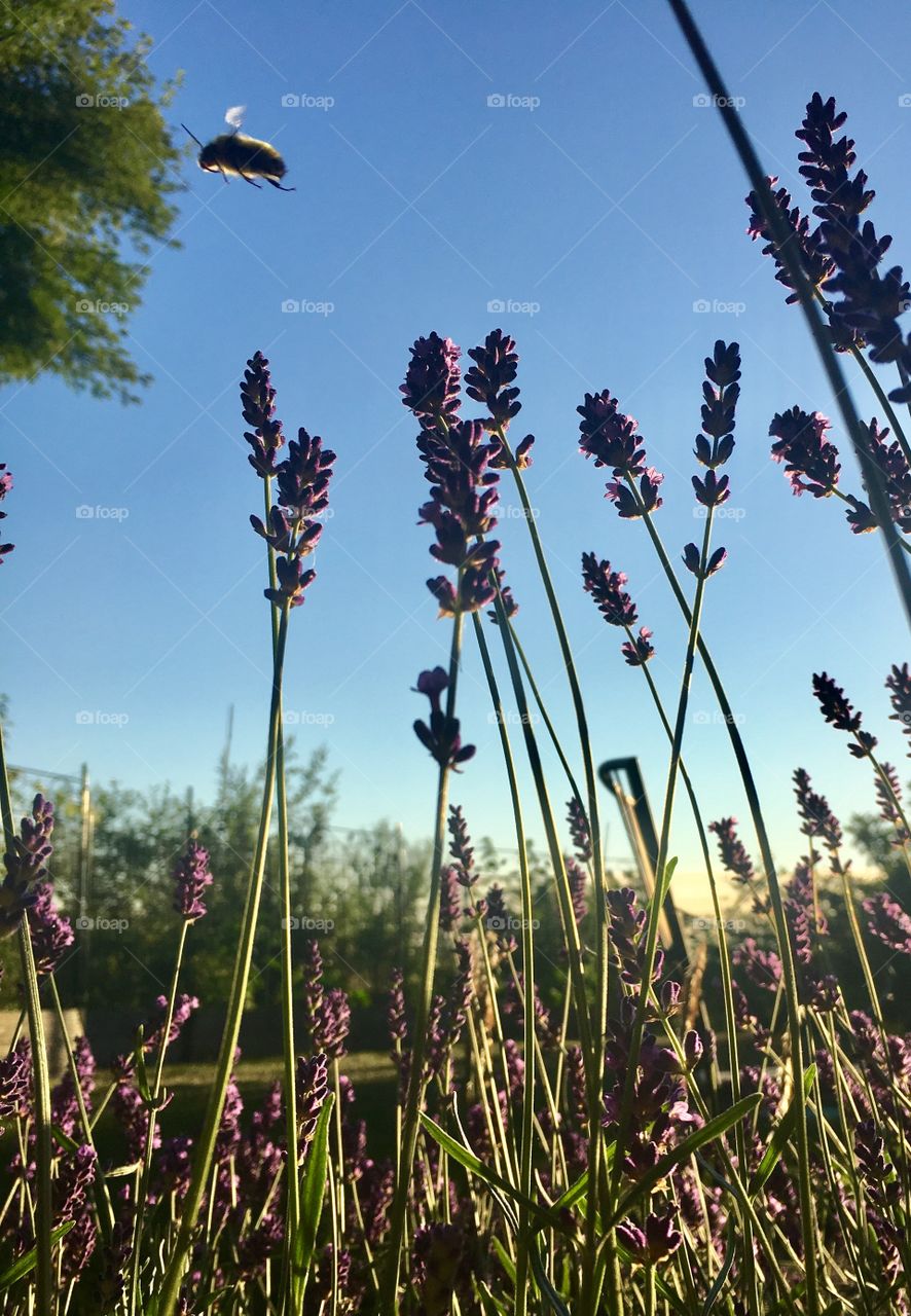 Lavender and bumble bee in sunset 