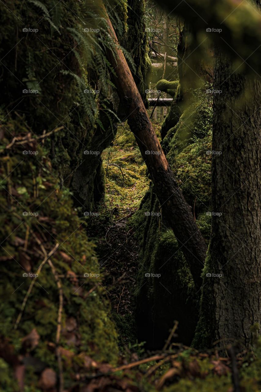 Forest labyrinth 