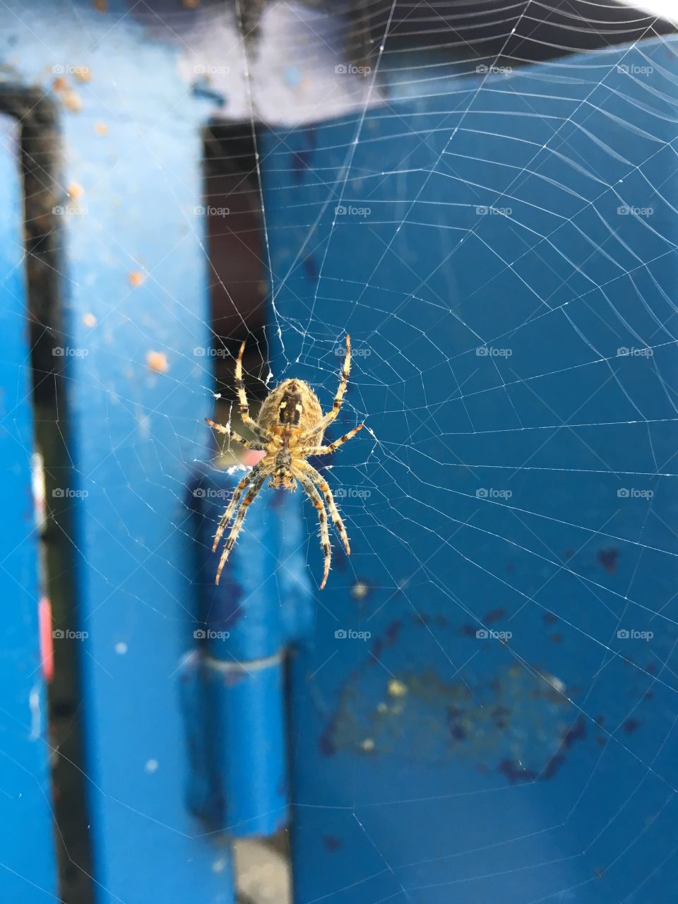 Spider web little gem 