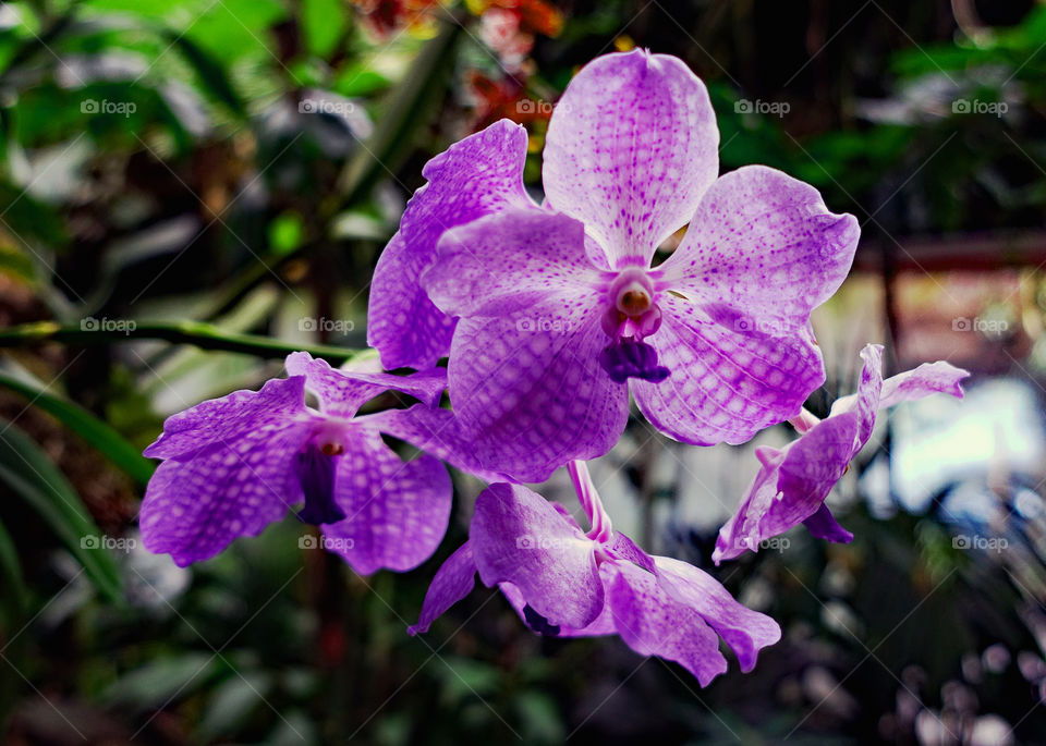Close-up of purple orchid flower