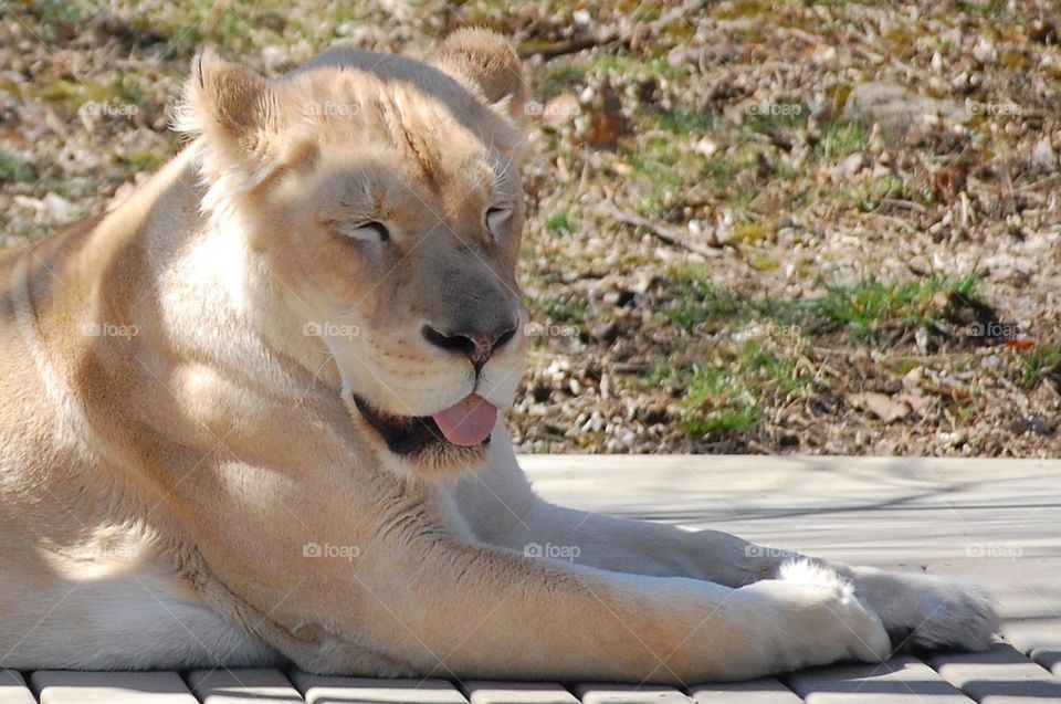 Lioness tongue