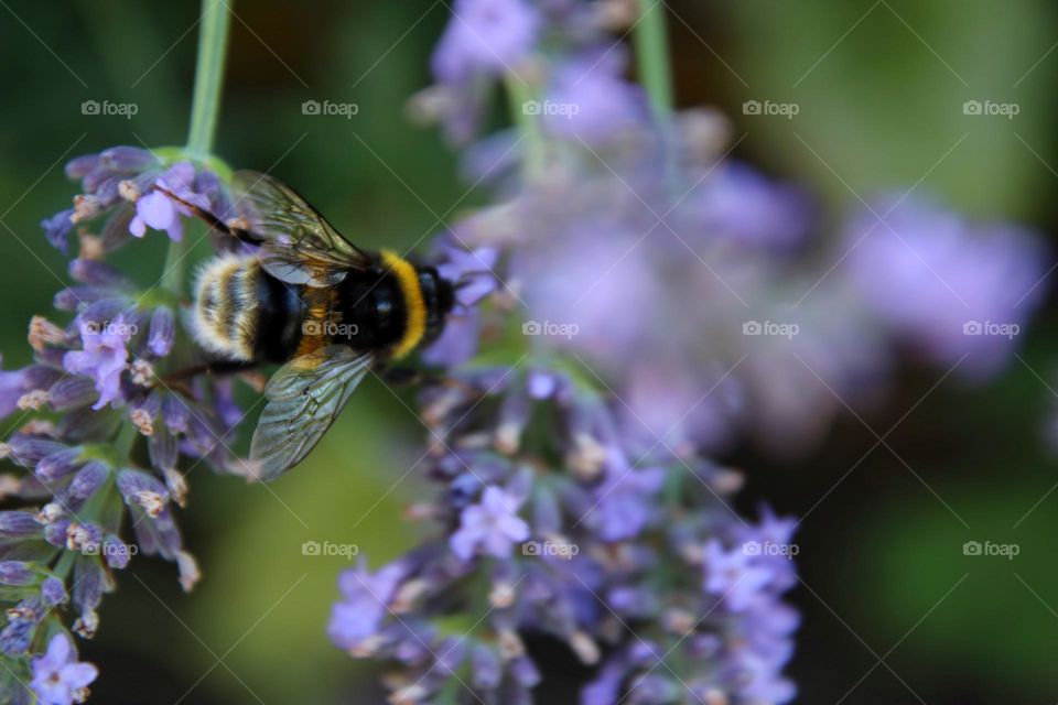 A bumble bee on purple lavender