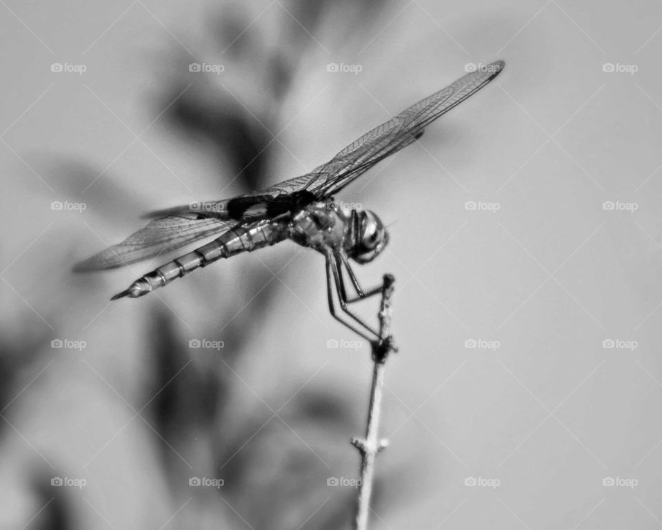 dragonfly 