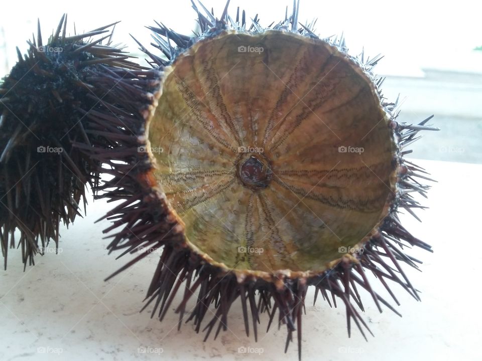 Sea urchins