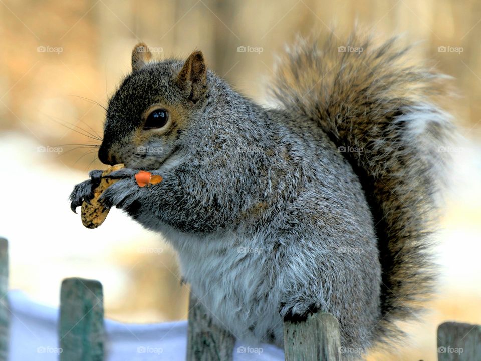 Squirrel nibbling peanut