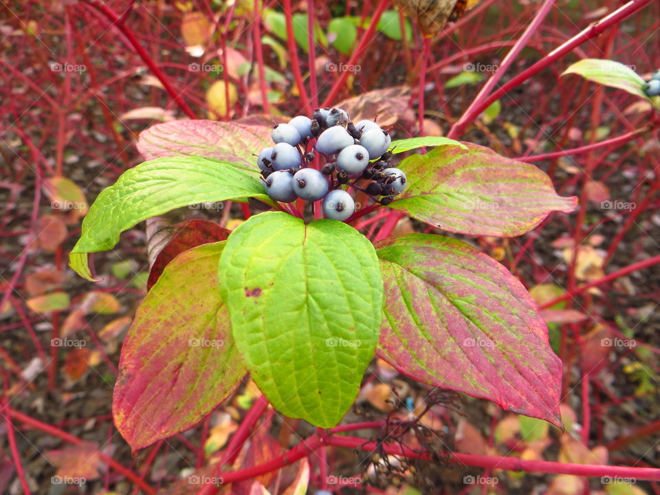 Fall berry beauty . Blue berries in a red haze 