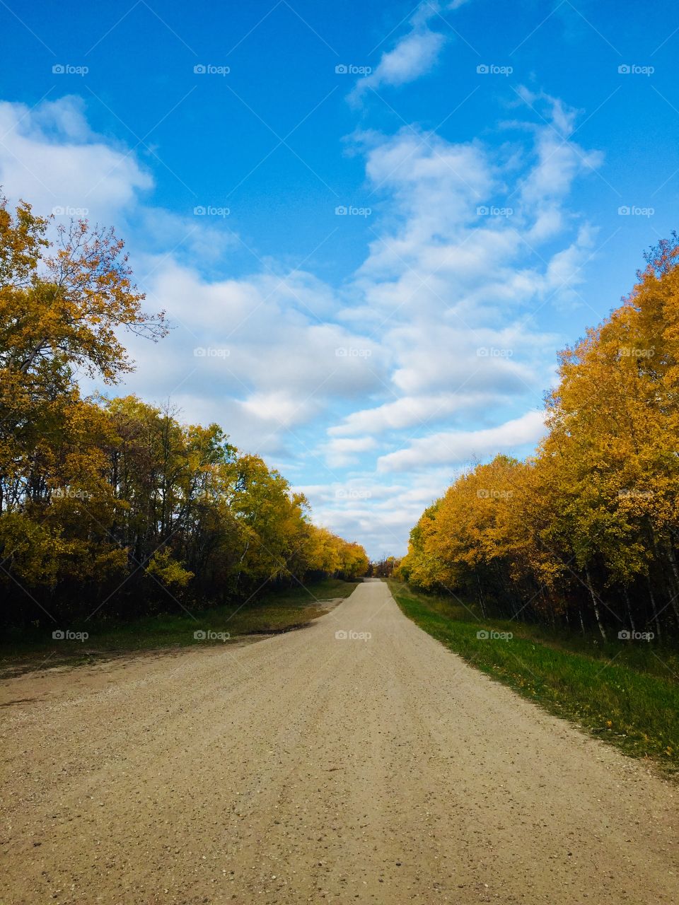 Rural prairie road 