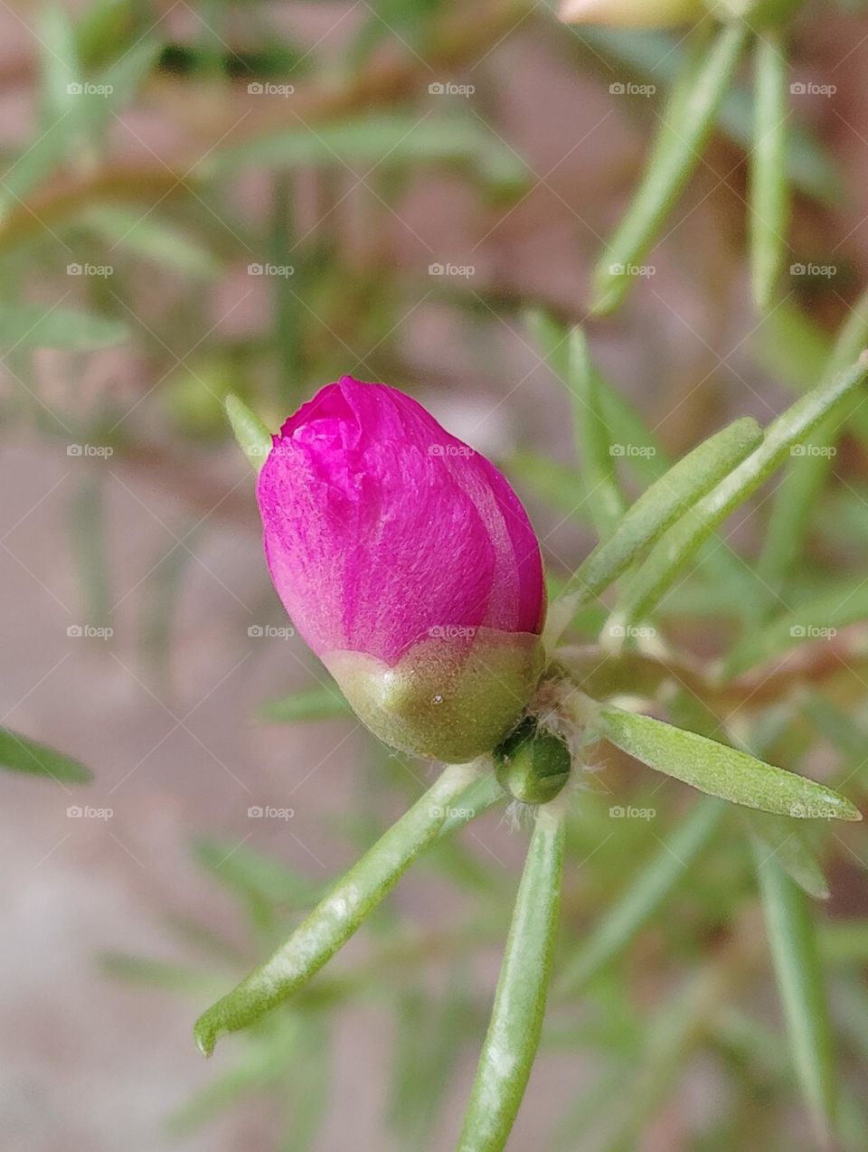 pink flower seasonal fresh shurb looks very beautiful generally found everywhere seasonal