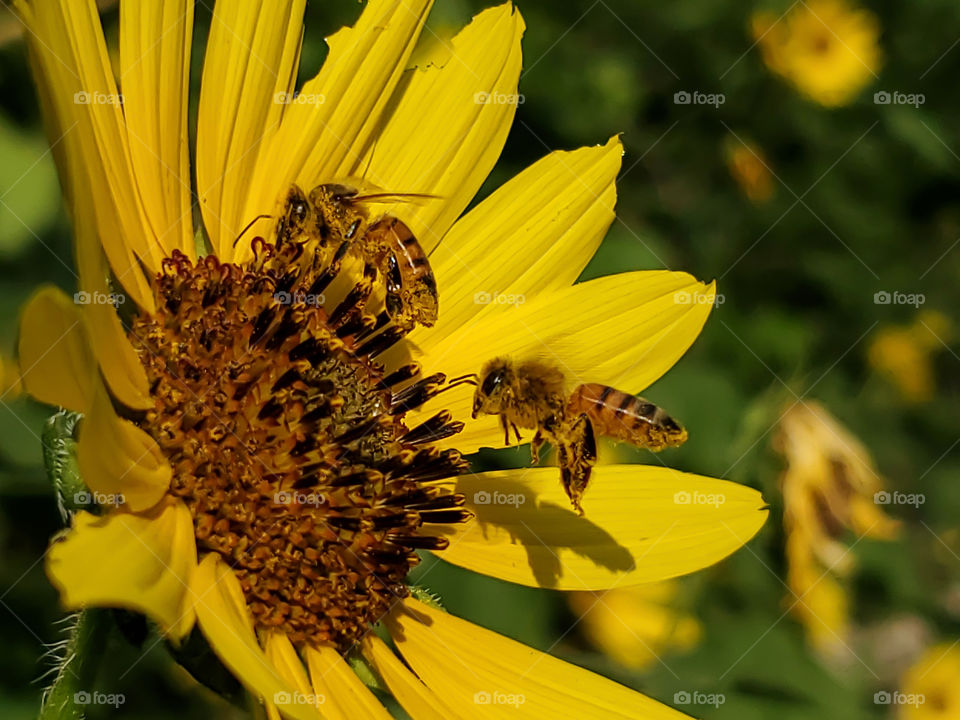 Closeup of a western honeybee in flight to a wild sunflower with another western honeybee that just landed on it.