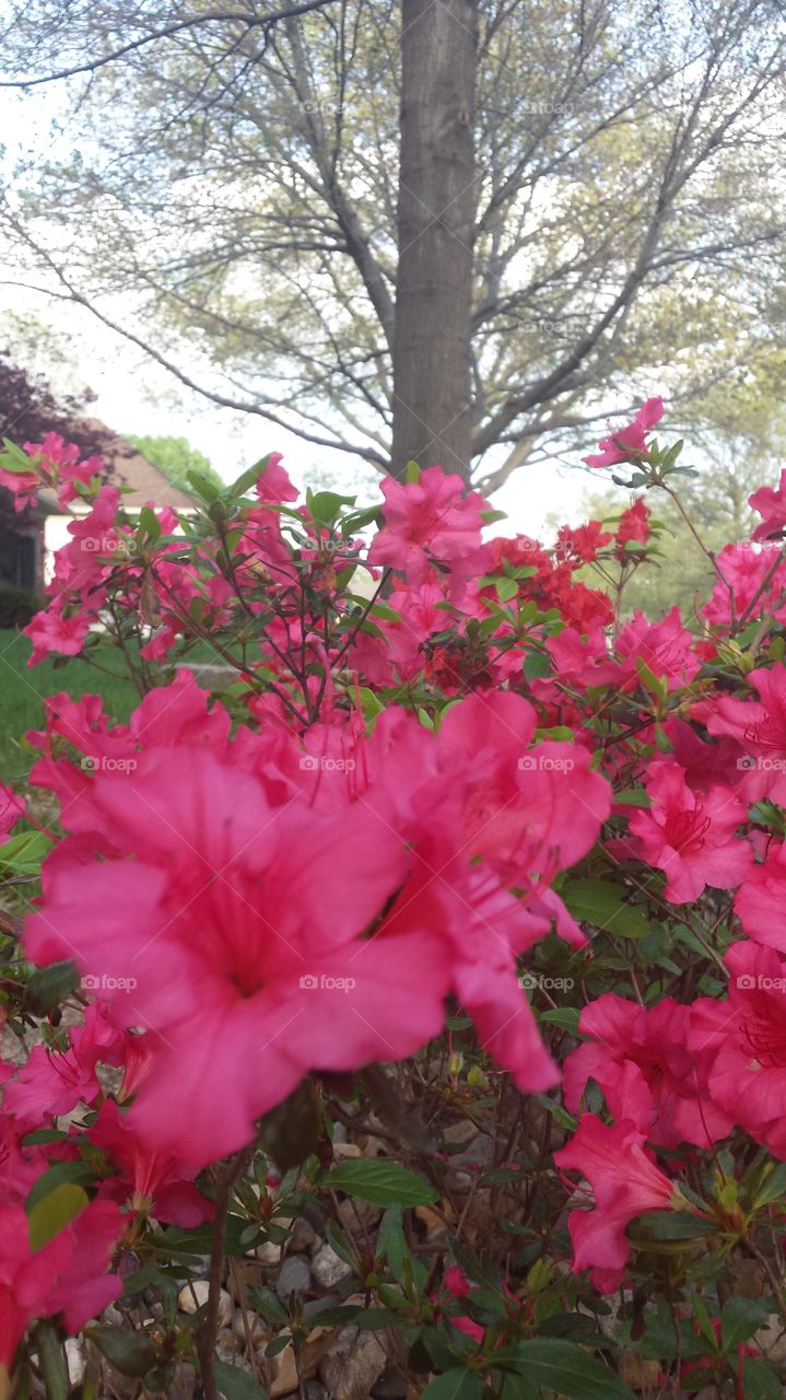 Spring Pink Flowers