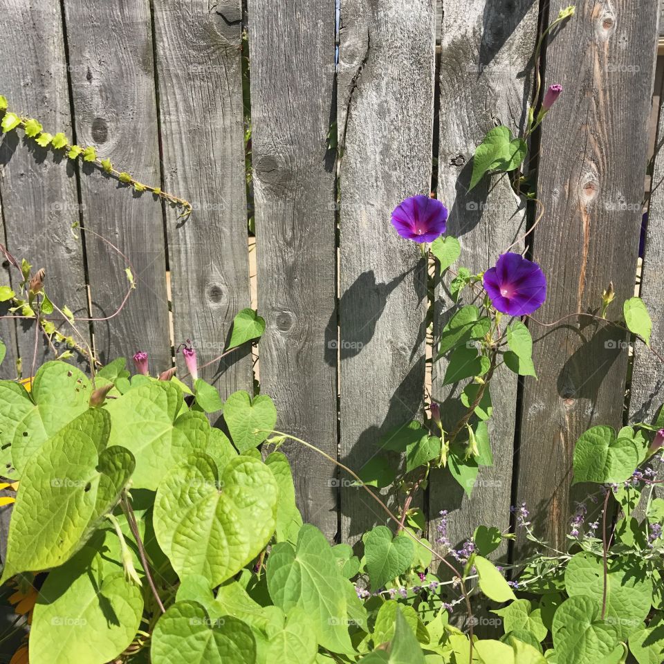 Purple flowers