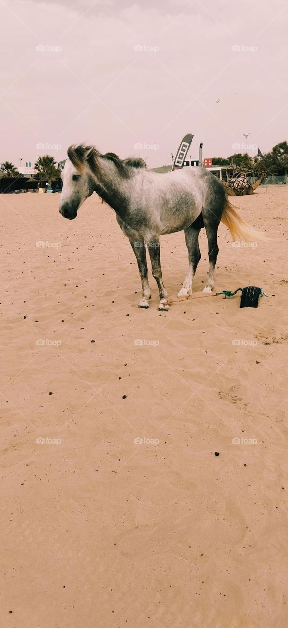 beautiful white horse looking at camera.